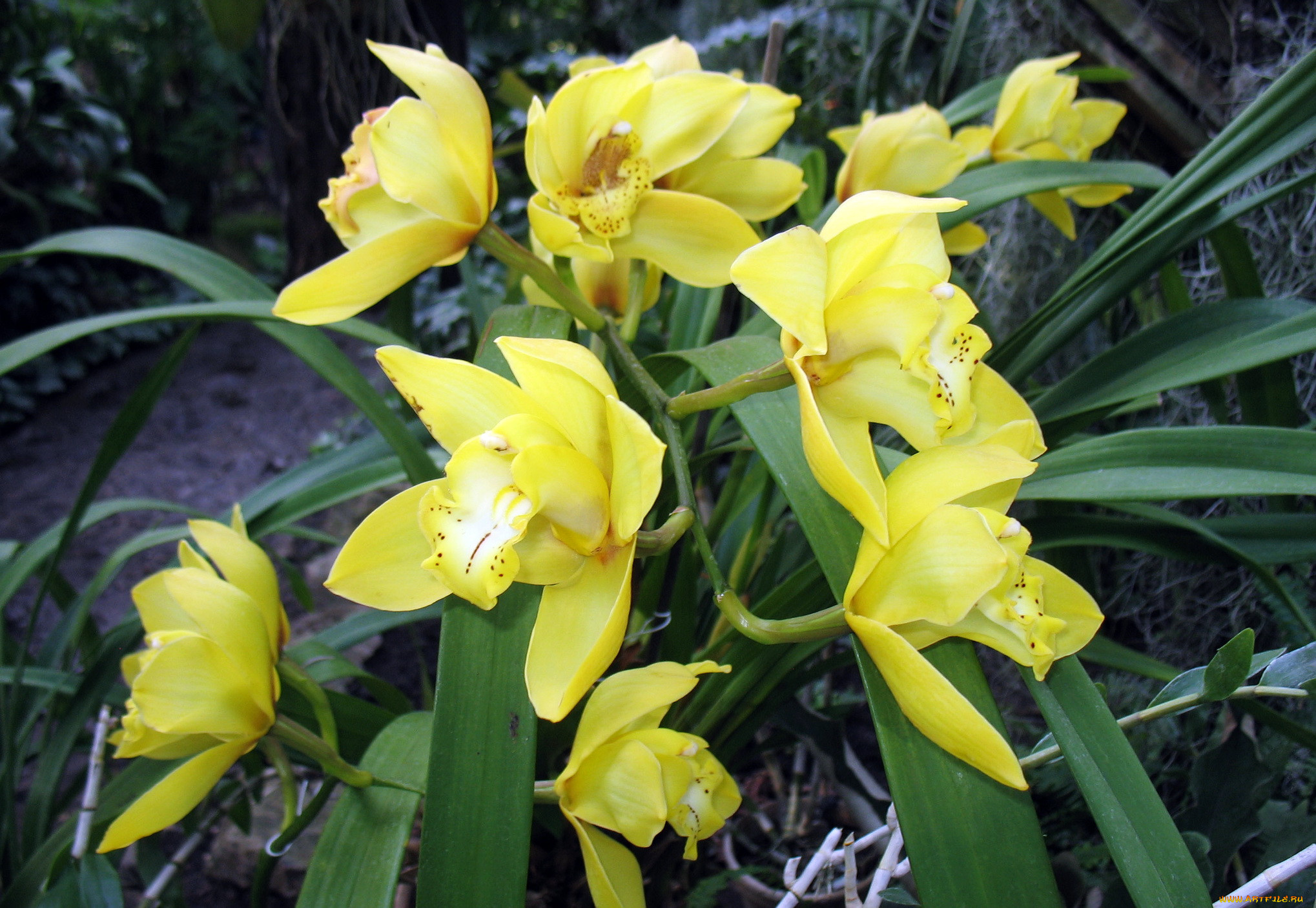 , , cymbidium